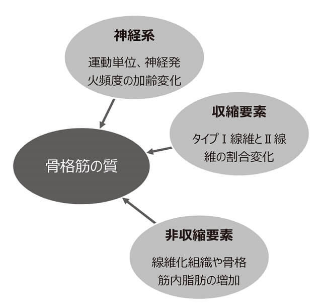 各論2 基礎研究からの最新知見 2 骨格筋の質の評価 公益財団法人 長寿科学振興財団