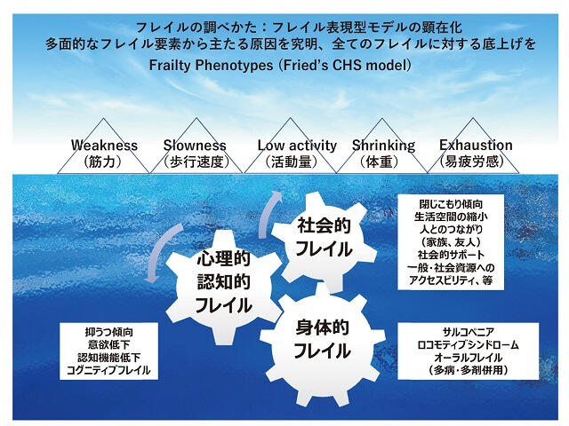 図2：フレイルの多面性と表現型モデルを表す図。