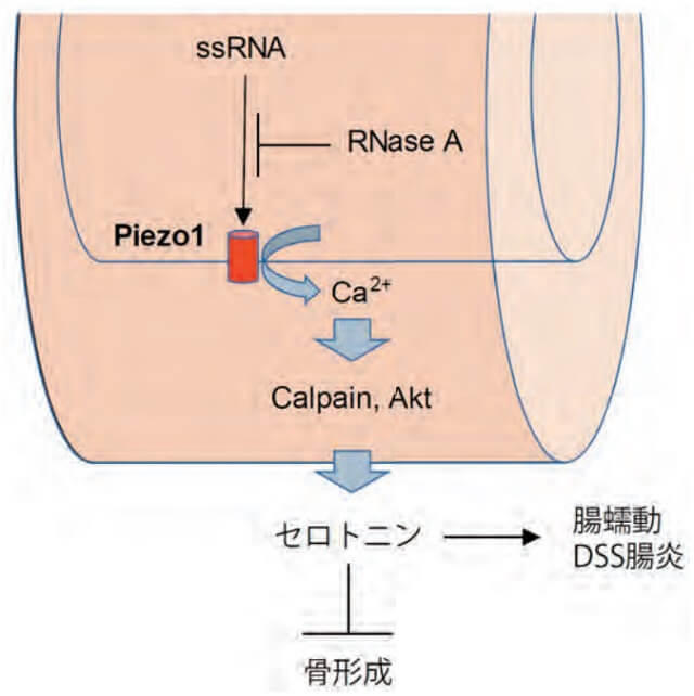 図2:腸管上皮に発現するPiezo1のはたらきを表す図。
