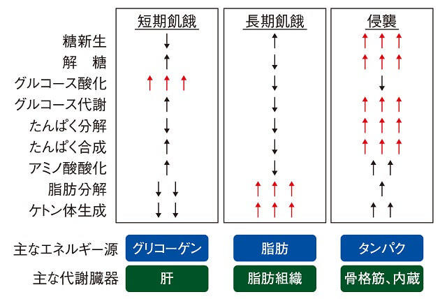 図3：短期飢餓、長期飢餓、侵襲でのエネルギー代謝の相違を示す図。