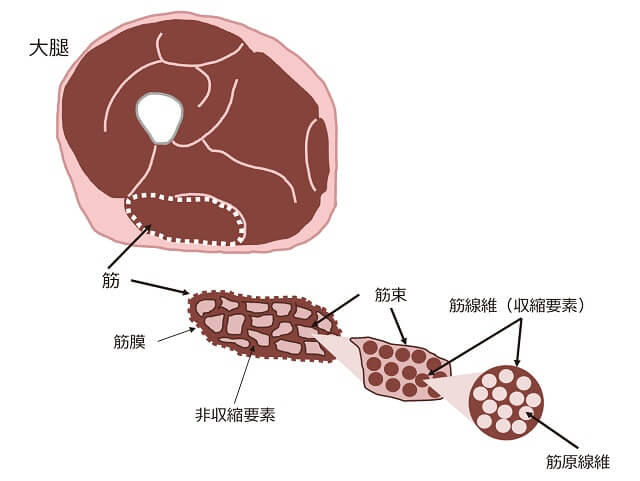 図4：骨格筋の構造を表す図。