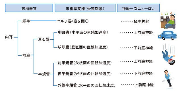 図5：聴覚・平衡覚の各器官と受容刺激を表す図。