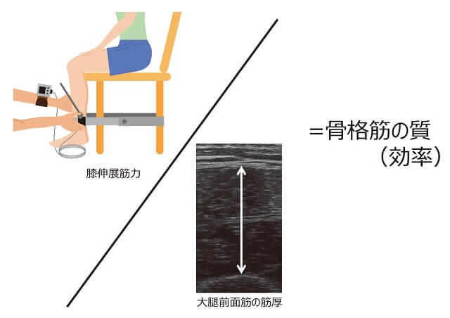 図5：骨格筋の質（効率）の求め方を表す図。