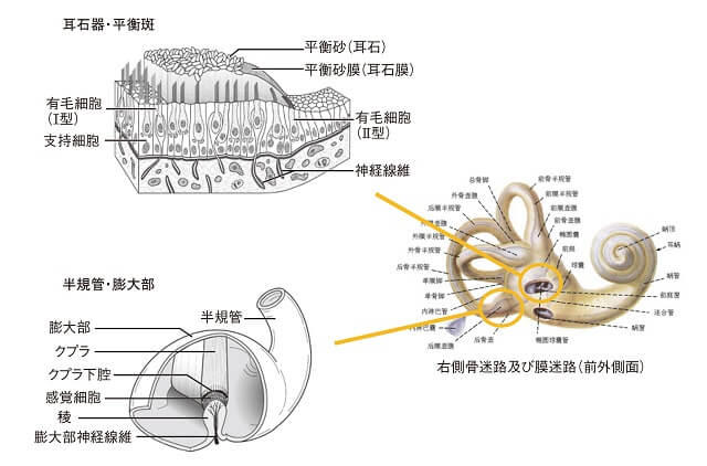 図6：平衡斑と膨大部の仕組みを表す図。