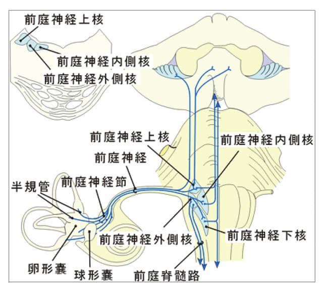 図7:末梢平衡覚が中枢に伝わる仕組みを表す図。