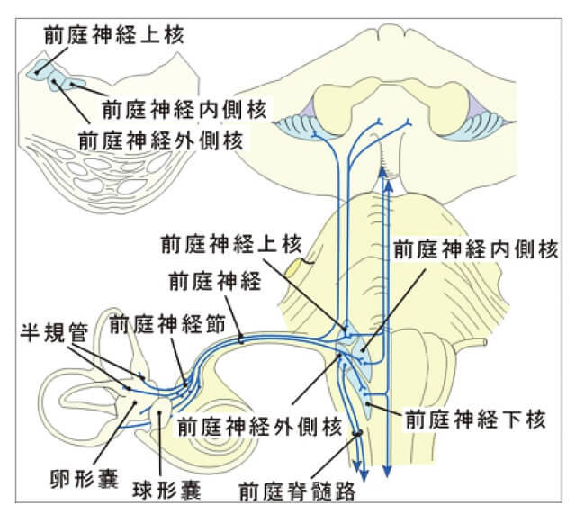 図7：末梢平衡覚が中枢に伝わる仕組みを表す図。