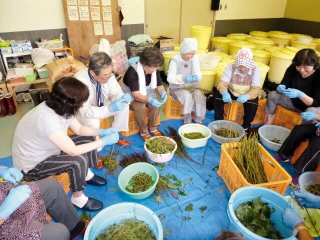 山菜の下処理の様子を表す写真。作業場は笑いが絶えない。