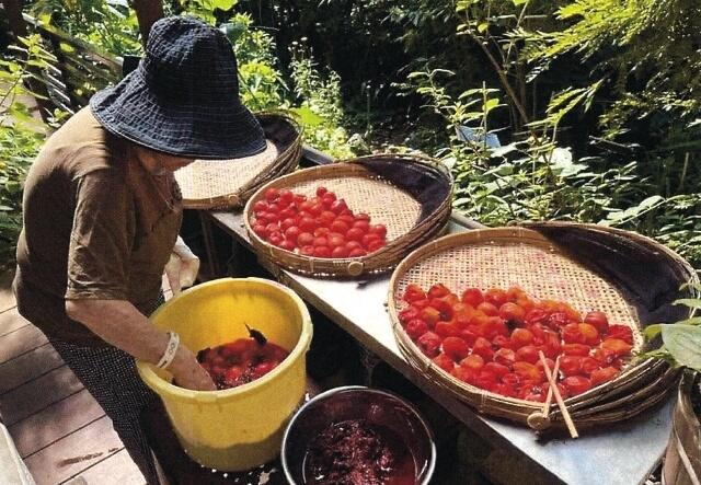 庭で収穫した梅を干し、梅干しをつくっている写真。