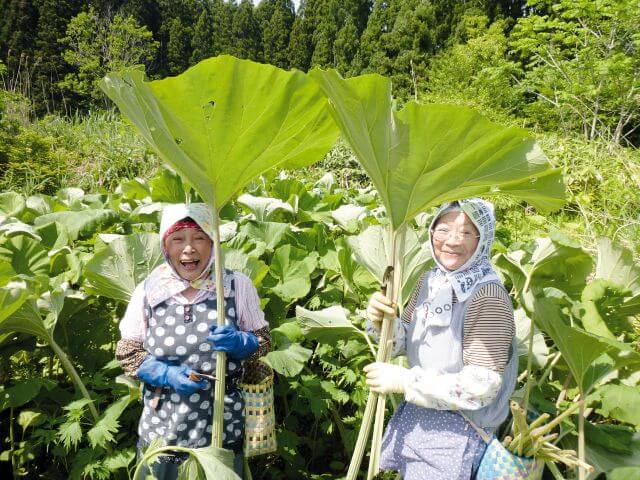 藤里町の名産品・フキの収穫風景の写真。