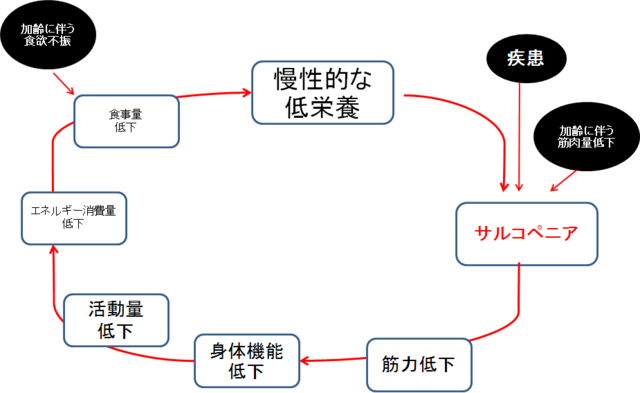 図：フレイルサイクルは疾患や加齢に伴う筋力低下（サルコペニア）により全体の活動量が低下、食事量低下につながり、両者が重なることで慢性的な低栄養状態に至ることでサルコペニアが進行し、筋力低下が進むという悪循環を来します。この悪循環によってフレイルが進行し、要介護にいたります。