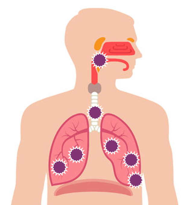 図：細菌やウイルスがのどを通って肺に侵入することを示した図。