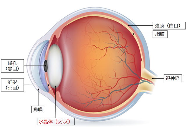 図1：目の断面図。目は、瞳孔（黒目）、虹彩（茶目）、強膜（白目）、網膜、水晶体（レンズ）、視神経で構成している。