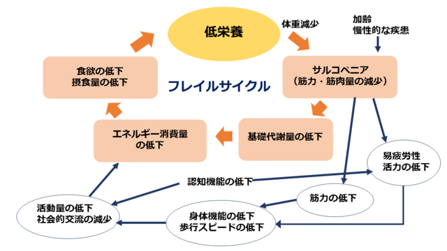 図2：活動量の低下、食事量の低下、低栄養から悪循環に陥るフレイルサイクルを示した図。