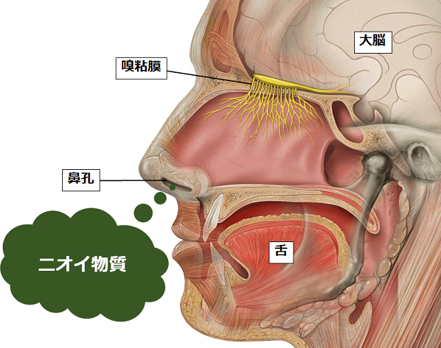 図：ニオイの伝達を表すイメージ図。ニオイ物質が鼻孔から鼻腔に入り、嗅粘膜に付着するとニオイを感じることを示す