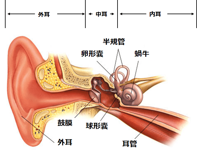 図：耳の構造を示すイラスト