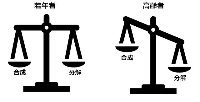 図2：若年者と高齢者の筋たんぱくの合成と分解の違いを示す図。