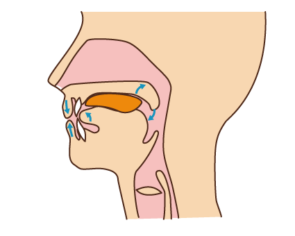 図2：口腔期の様子を示す図。舌を使って、食塊を咽頭（のど）へ送り込んでいるところを示す。