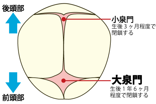 図：頭頂部の大泉門を示す図。頭頂の前方にある骨と骨の継ぎ目の位置を示している。前頭部にある大泉門は通常1年6か月程度で閉鎖する。後頭部にある小泉門は生後3か月で閉鎖する。