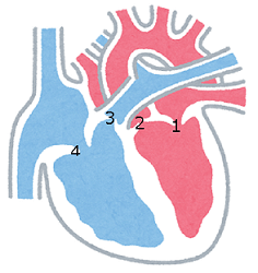 図：心臓の4つの弁（僧帽弁、大動脈弁、肺動脈弁、三尖弁）の場所を示した図