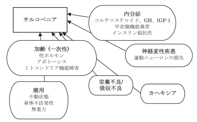 図:サルコペニアのメカニズムのフローチャート図。加齢や元々の体質、生活環境、生活習慣、慢性疾患など複数の要因が絡み合ってサルコペニアを発症することを示す。