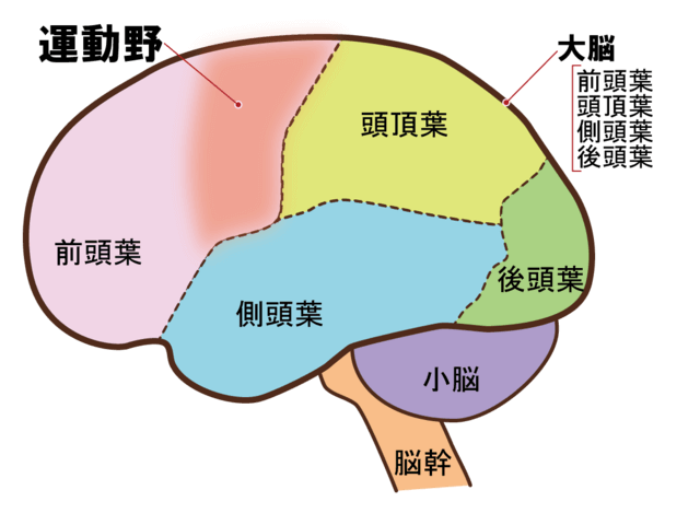 図：脳の解剖図。脳は小脳、前頭葉、頭頂葉、側頭葉、後頭葉、中脳、小脳、脳幹で構成されていることを示す