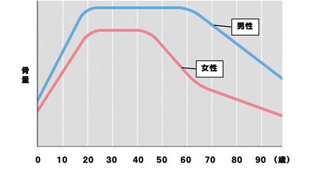 グラフ1:男性は60代から、女性は40代から骨量が減少していくことを示したグラフ。