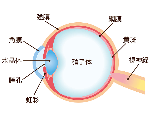 図：目の構造を表す図。目の奥にある網膜のある場所を示す。