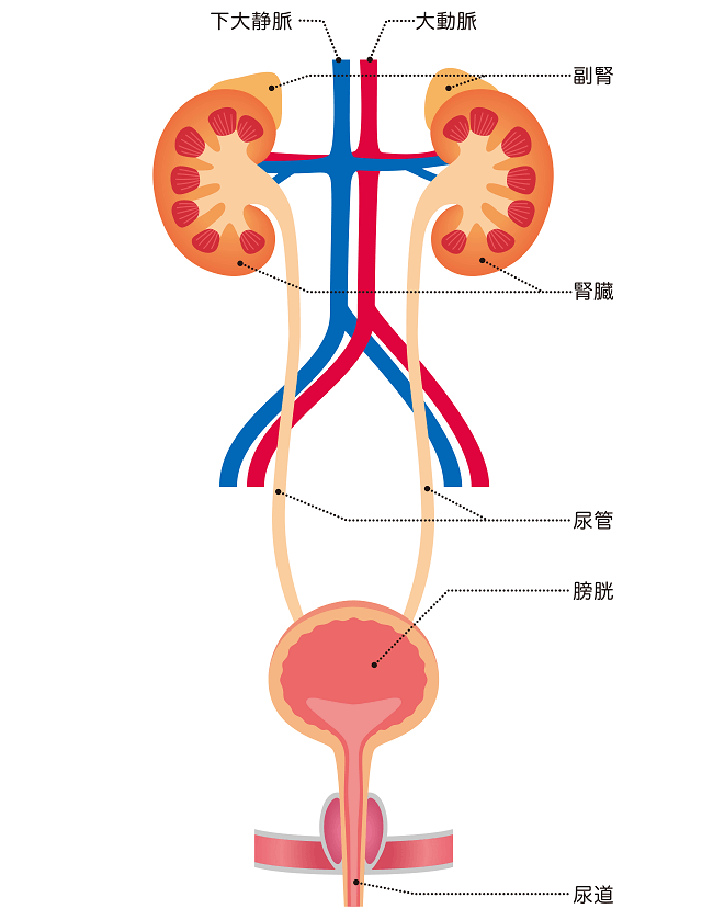 尿路感染症 膀胱炎など 健康長寿ネット