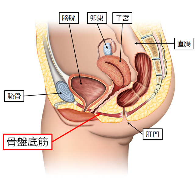 尿漏れ予防 | 健康長寿ネット