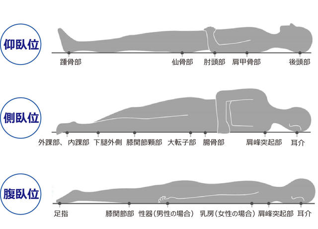 動物画像のすべて 上仰臥 位 側臥位 イラスト