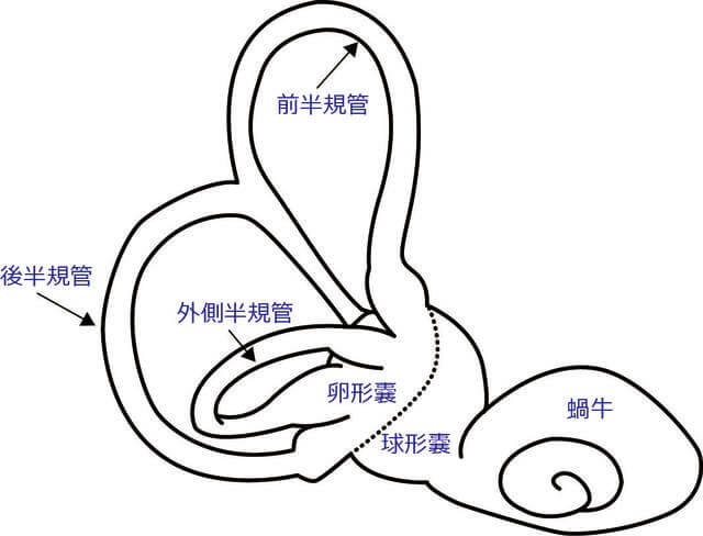図：内耳の構造。内耳は前半規管、後半規管、外側半規管、卵形嚢、球形嚢、蝸牛で構成されています。