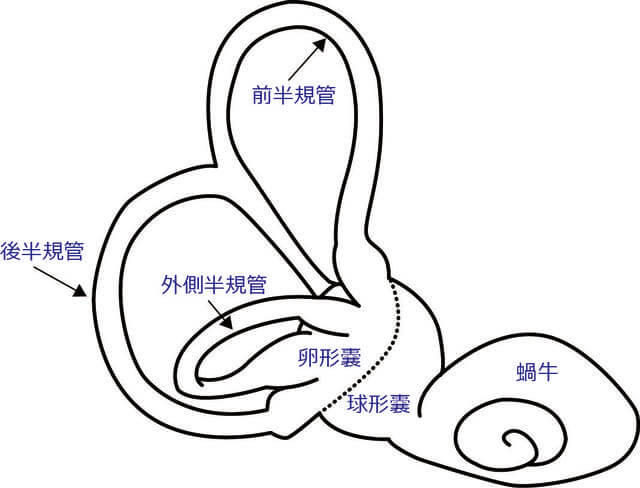 図:内耳の構造。内耳は前半規管、後半規管、外側半規管、卵形嚢、球形嚢、蝸牛で構成されています。