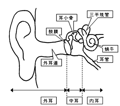 図：耳の構造を示すイラスト。耳は外耳・中耳・内耳よりなる。