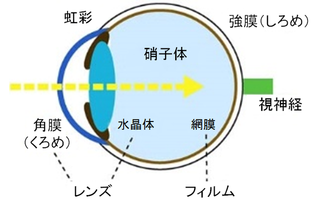 図：眼球の模式図。眼球は角膜（くろめ）・強膜（しろめ）・水晶体・虹彩（ちゃめ）・硝子体・網膜からなっている。