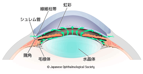 図：房水の循環を示す図