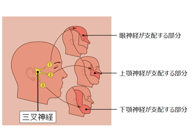 図：三叉神経の分岐と顔面上で支配している部分を示す図。三叉神経は耳の付け根から顔面にかけて、眼神経、上顎神経、下顎神経の3つに分岐している。そのため、眼神経については鼻先から上頭部にかけて支配し、上顎神経は頬の部分にかけて支配し、下顎神経は顔面側面および下顎の部分にかけて支配している。