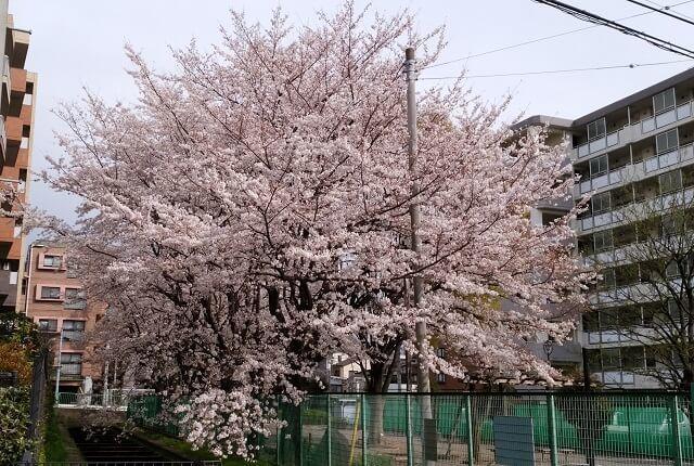 写真：桜が満開の風景写真