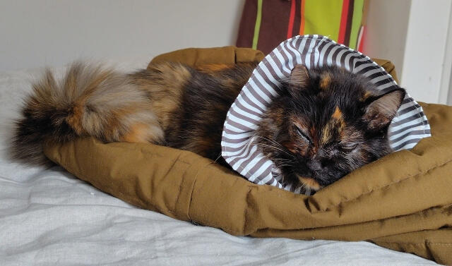 写真：著者購入のエリザベスカラーを装着し、布団の上でくつろぐ愛猫もふこの写真