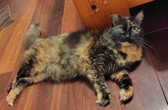 写真:ウイルス性角膜炎を患っている著者の愛猫もふこの写真