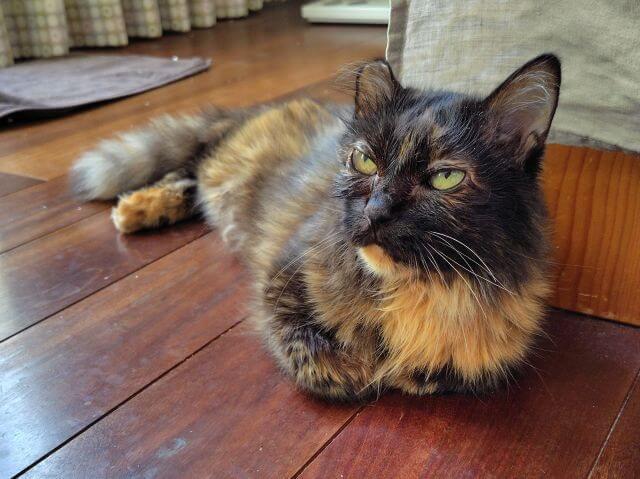 写真：目がきれいに映っている著者の愛猫、もふこの写真