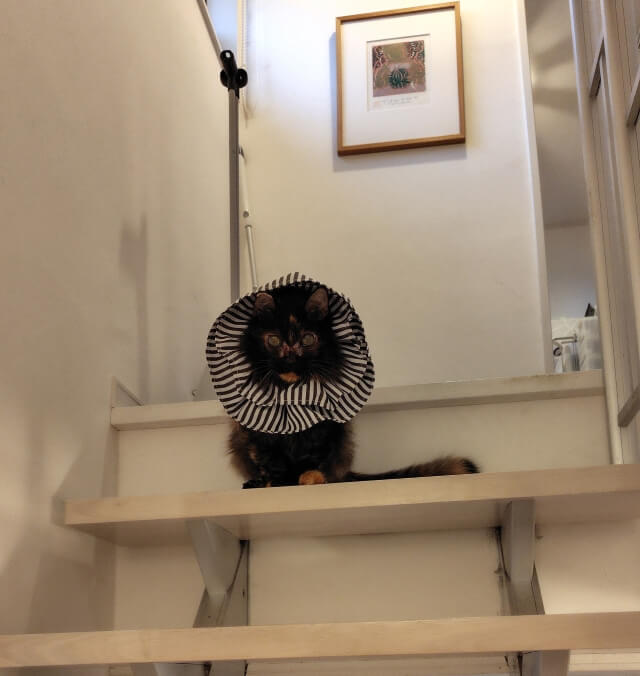 写真:エリザベスカラーをつけた著者の愛猫もふこが、階段を1段降りて立っている