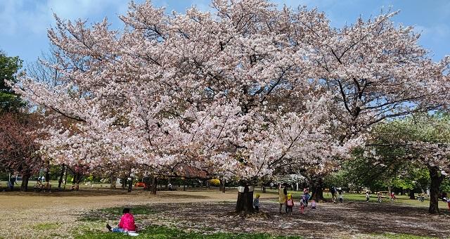 写真：井の頭公園の桜が満開の様子を表わす写真。