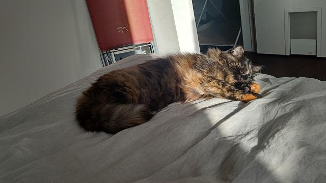 写真：日当たりの良い2階の寝室で、日向ぼっこする愛猫もふこの様子を表す写真。