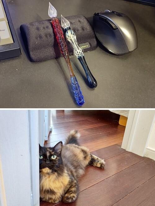 写真：筆者が購入したガラスペンと愛猫もふこの朝の様子を表わす写真。