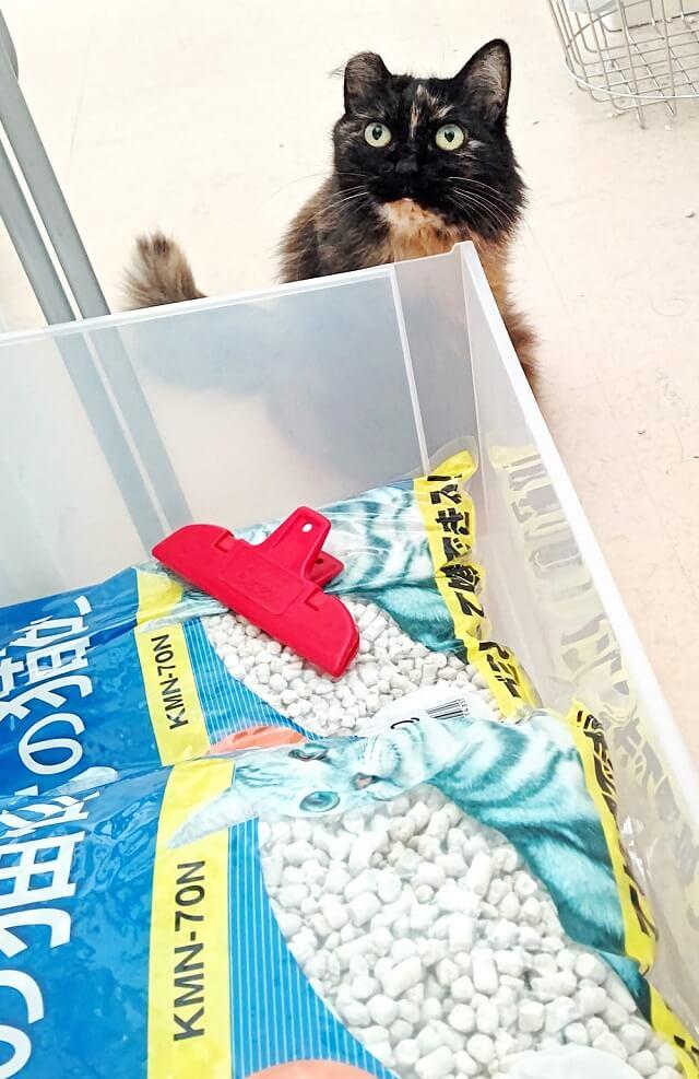 写真:愛猫もふこ愛用の猫砂の写真。