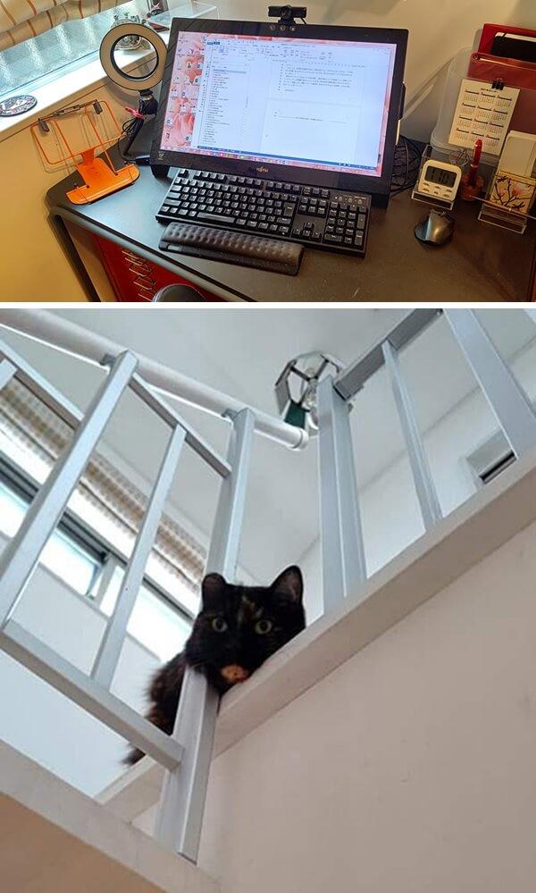 写真：1階の仕事部屋の様子を表わす写真と2階で筆者を呼ぶ愛猫もふこの様子を表わす写真。
