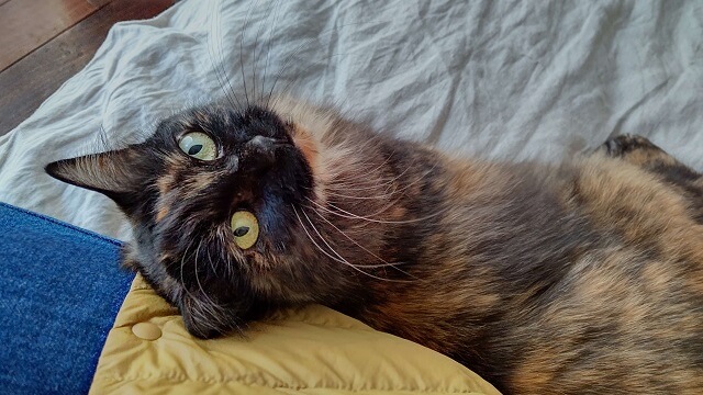 写真:コロナ禍で著者夫婦の在宅時間が増えるにつれ、甘えん坊になった愛猫もふこの様子を表す写真。