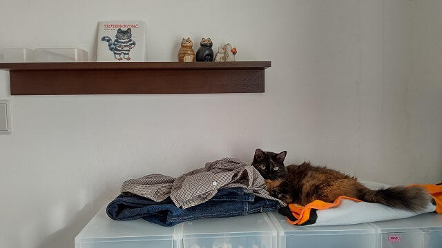 写真：愛猫もふこが衣装ケースの上でくつろぐ様子を表わす写真。