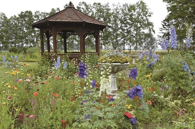 写真2：デルフィニウム、ルドベキアなどの夏の花々が咲く7月中旬の紫竹ガーデンの様子を表す写真。