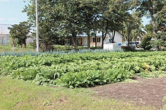 写真1：コミュニティー農園ぺこぺこのはたけで野菜を育てている様子を表す写真。